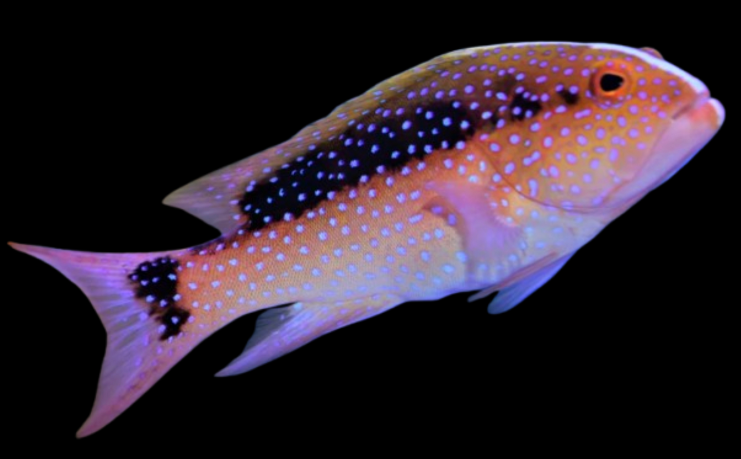 Red Louti Grouper