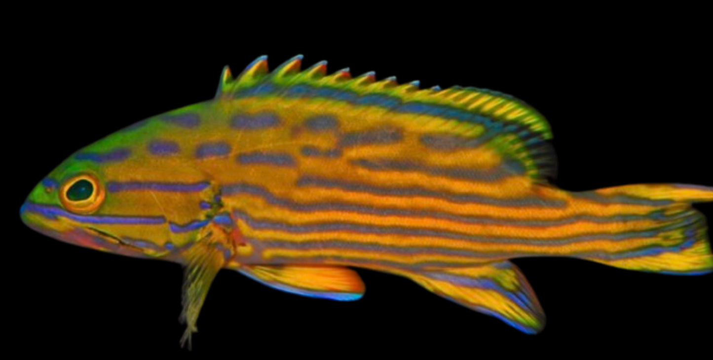 Polleni Harlequin Grouper