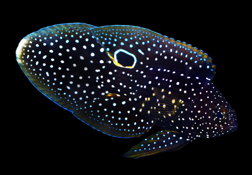 Marine Betta Grouper