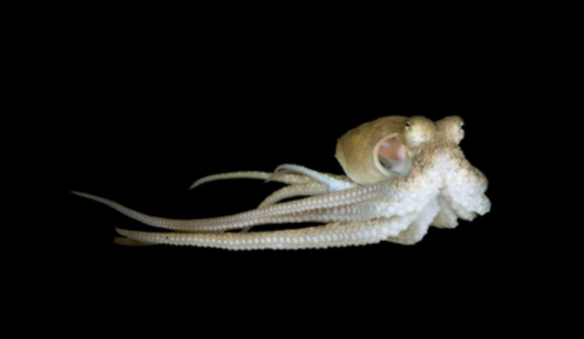 Prickly Octopus