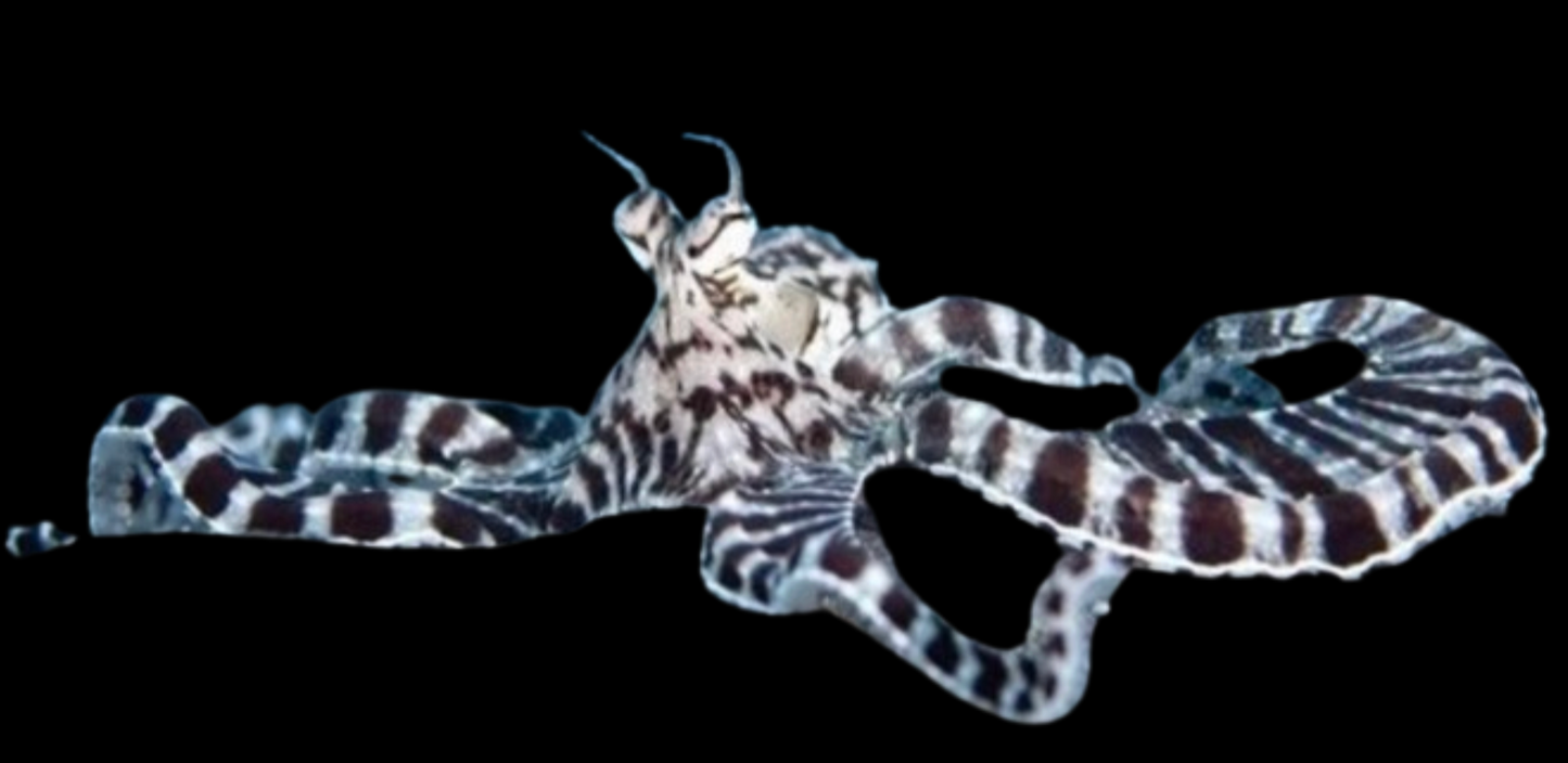 Mimic Octopus