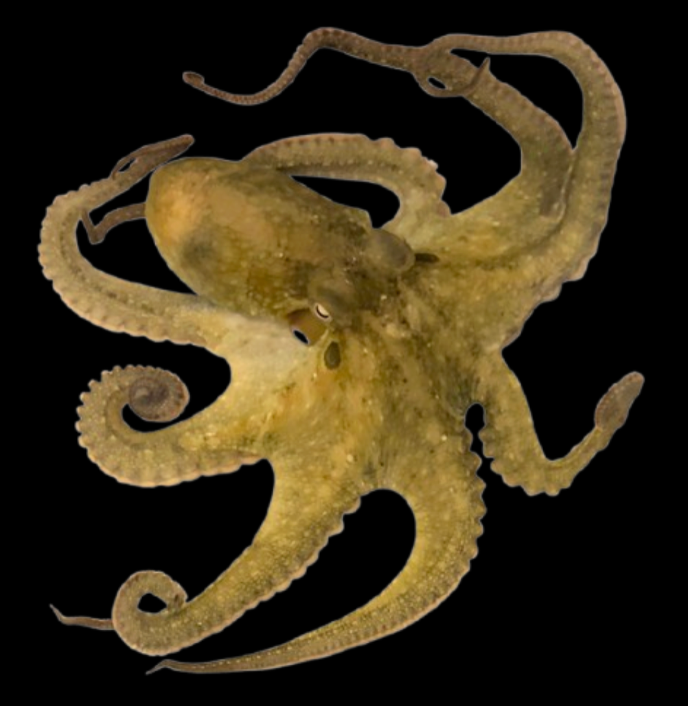 Two Spot Octopus