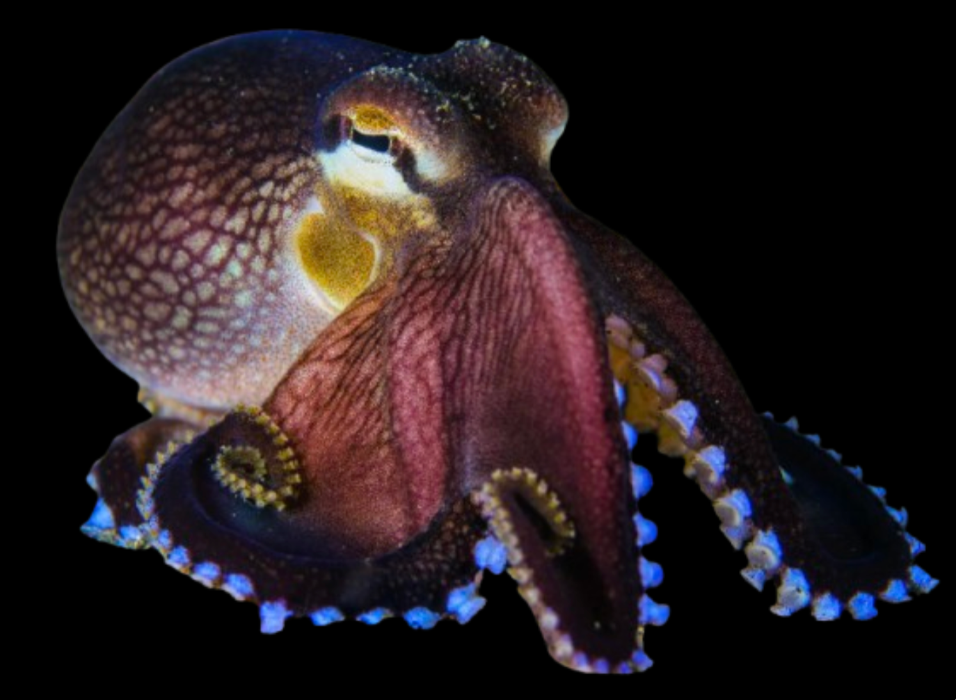Assorted Octopus