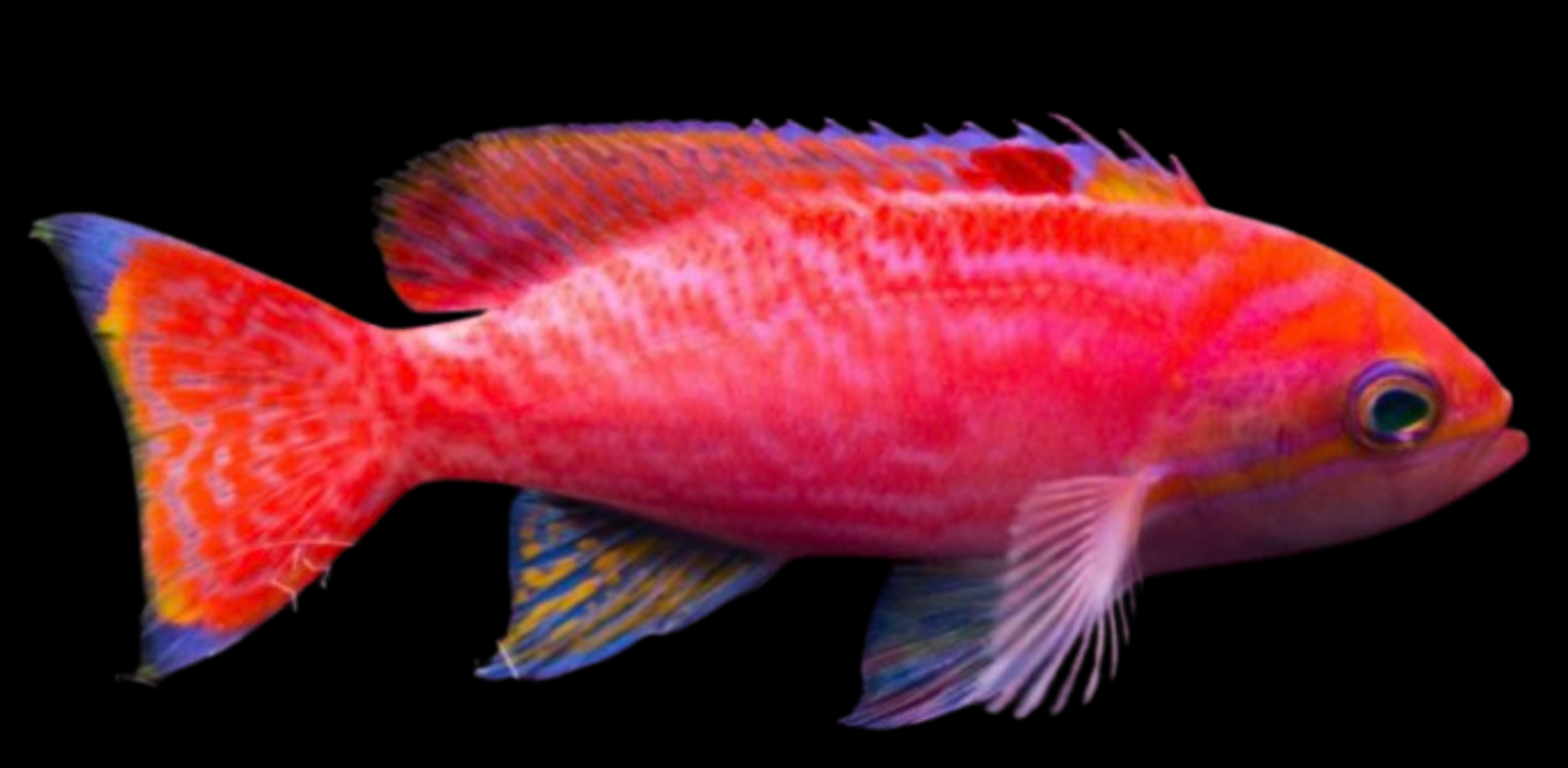 Bimaculatus Anthias