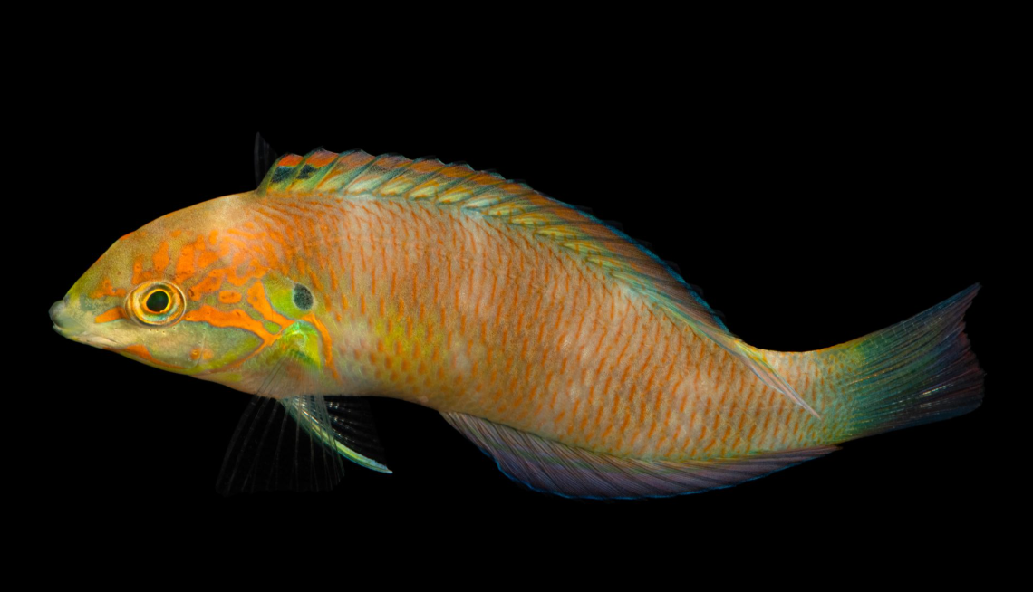Moyer's Leopard Wrasse