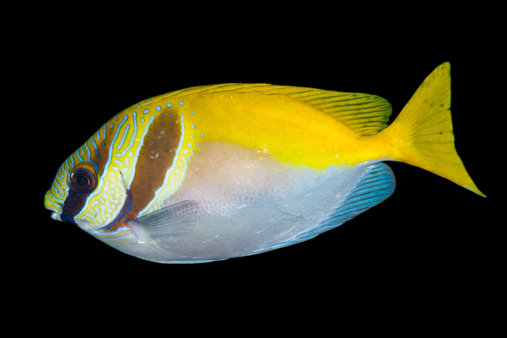 Barhead Rabbitfish