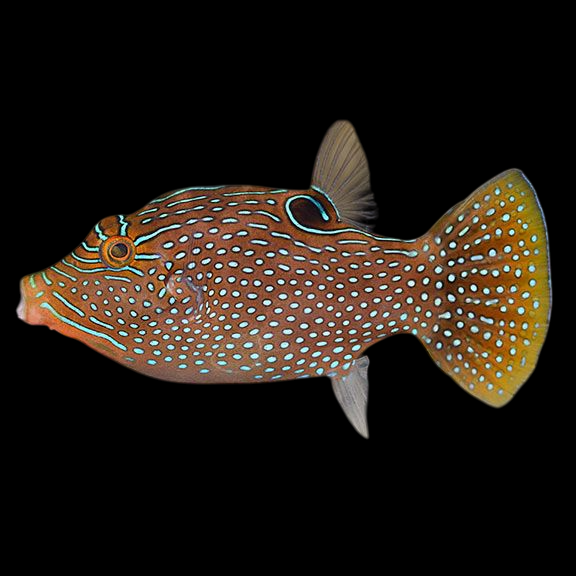 Spider Eye Pufferfish