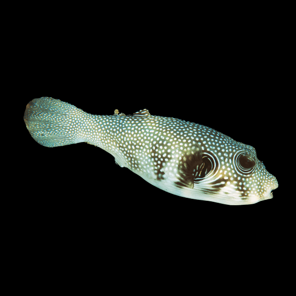 Starry Pufferfish