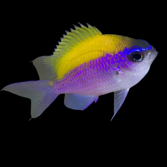 Sunshine Chromis