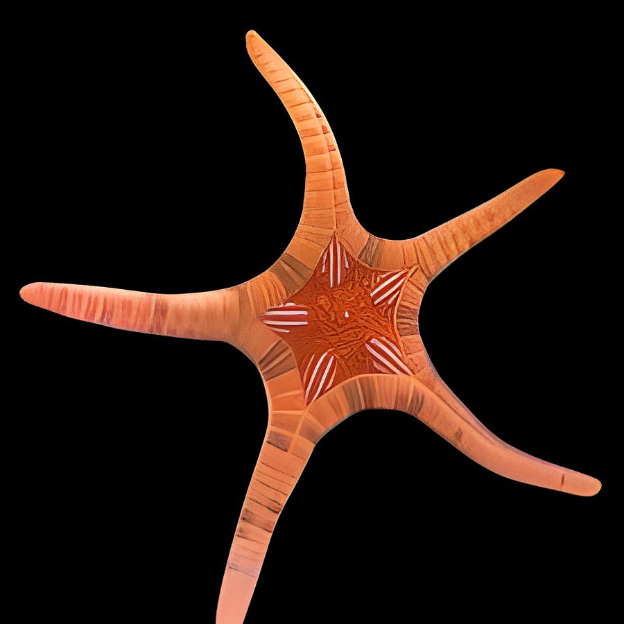 Orange Double Sea Star