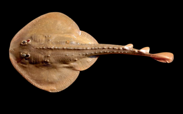 Thornback Guitarfish