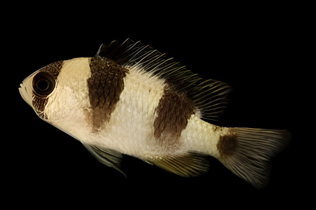 Tiger Damselfish