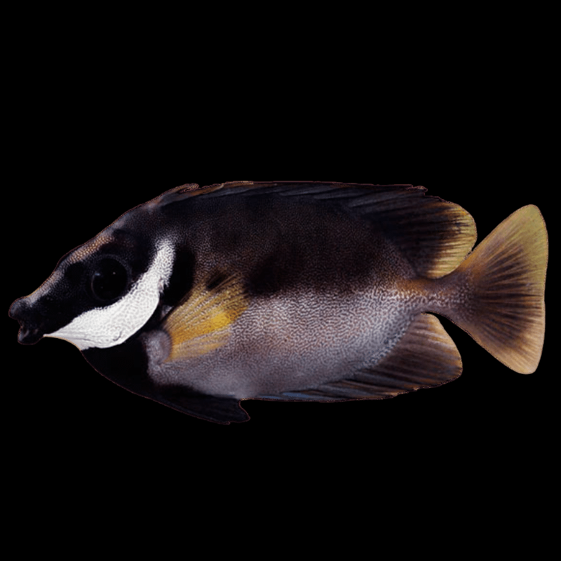 Black Foxface Rabbitfish