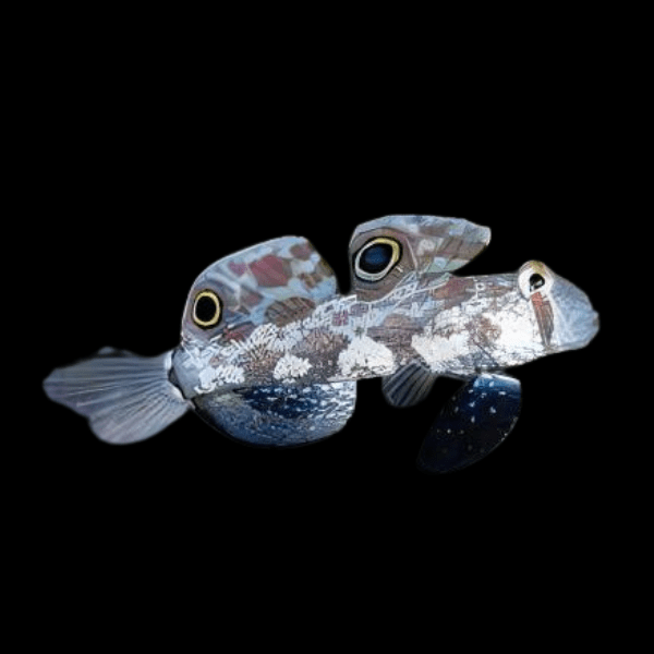 Two Spot Goby