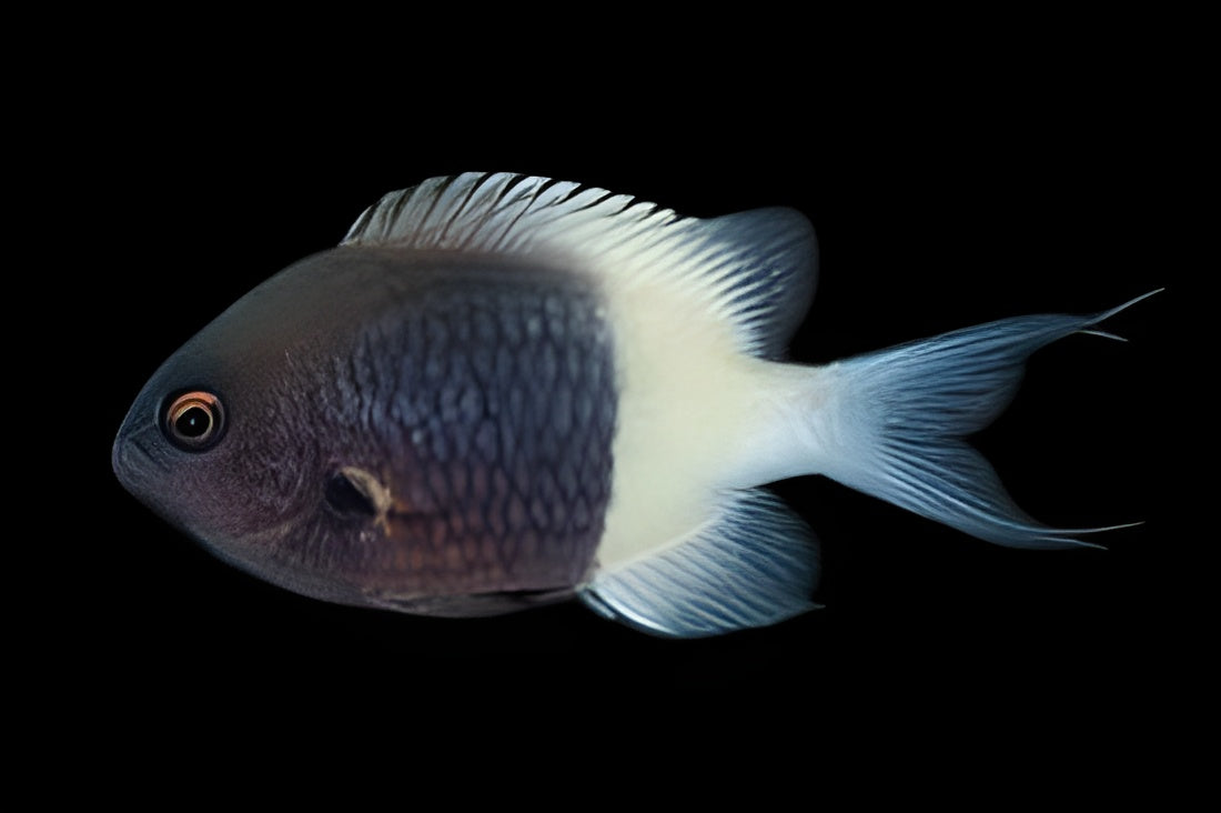 Two Tone Chromis