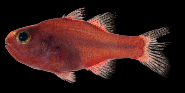 Ruby Flame Cardinalfish