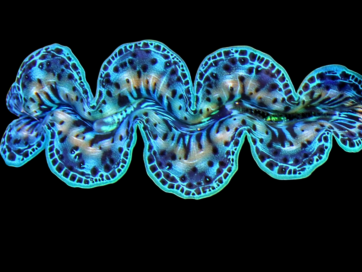 Ultra Turquoise Maxima Clam