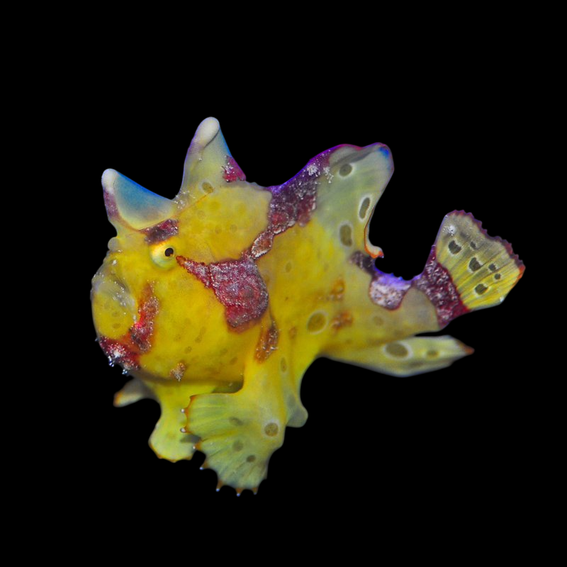 Wartskin Anglerfish