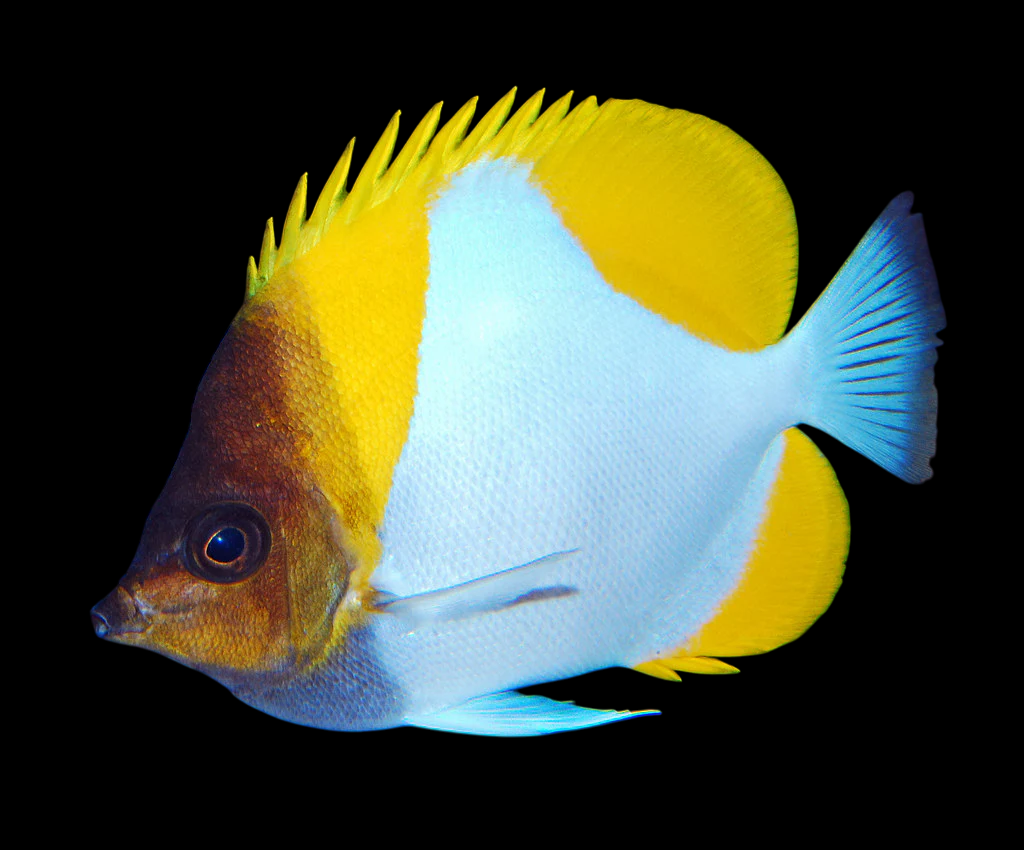 Pyramid Butterflyfish