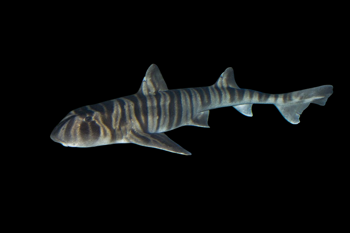 Zebra Bullhead Shark