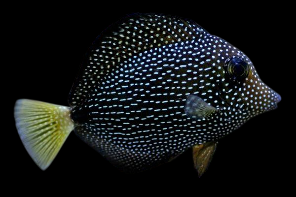 Gem Tang
