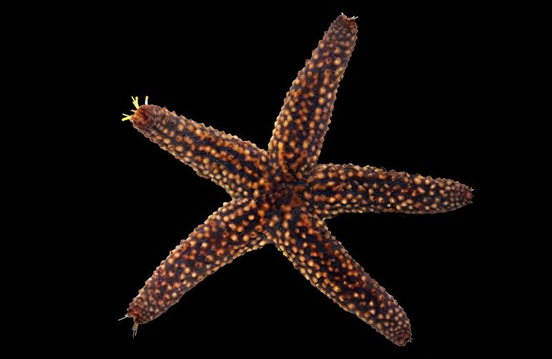 Spiny Sea Star