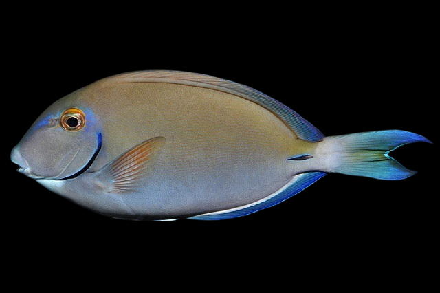 Ocean Tang