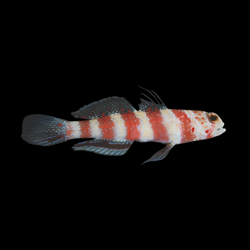 Wheeler's Watchman Shrimp Goby