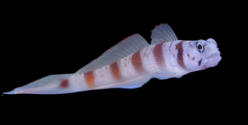Steinitz Goby w/ Pistol Shrimp
