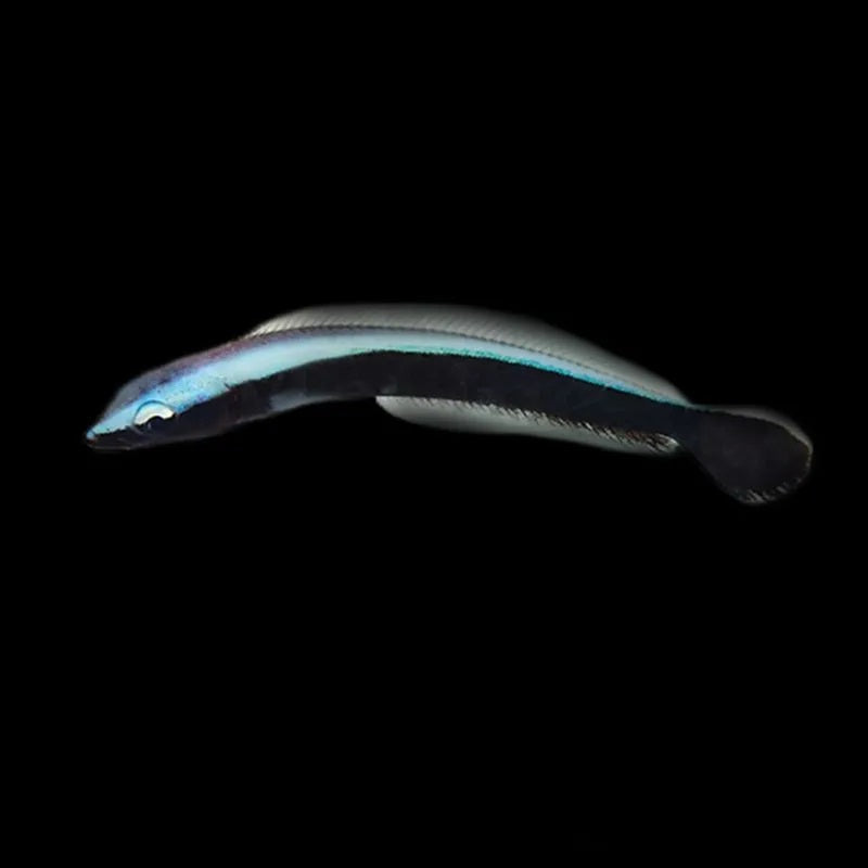 Blue Torpedo Goby, Japan