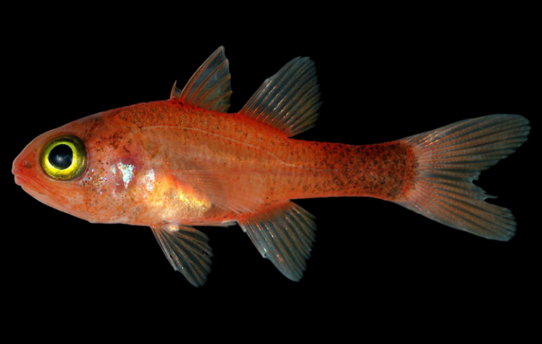 Yellow Tail Cardinalfish