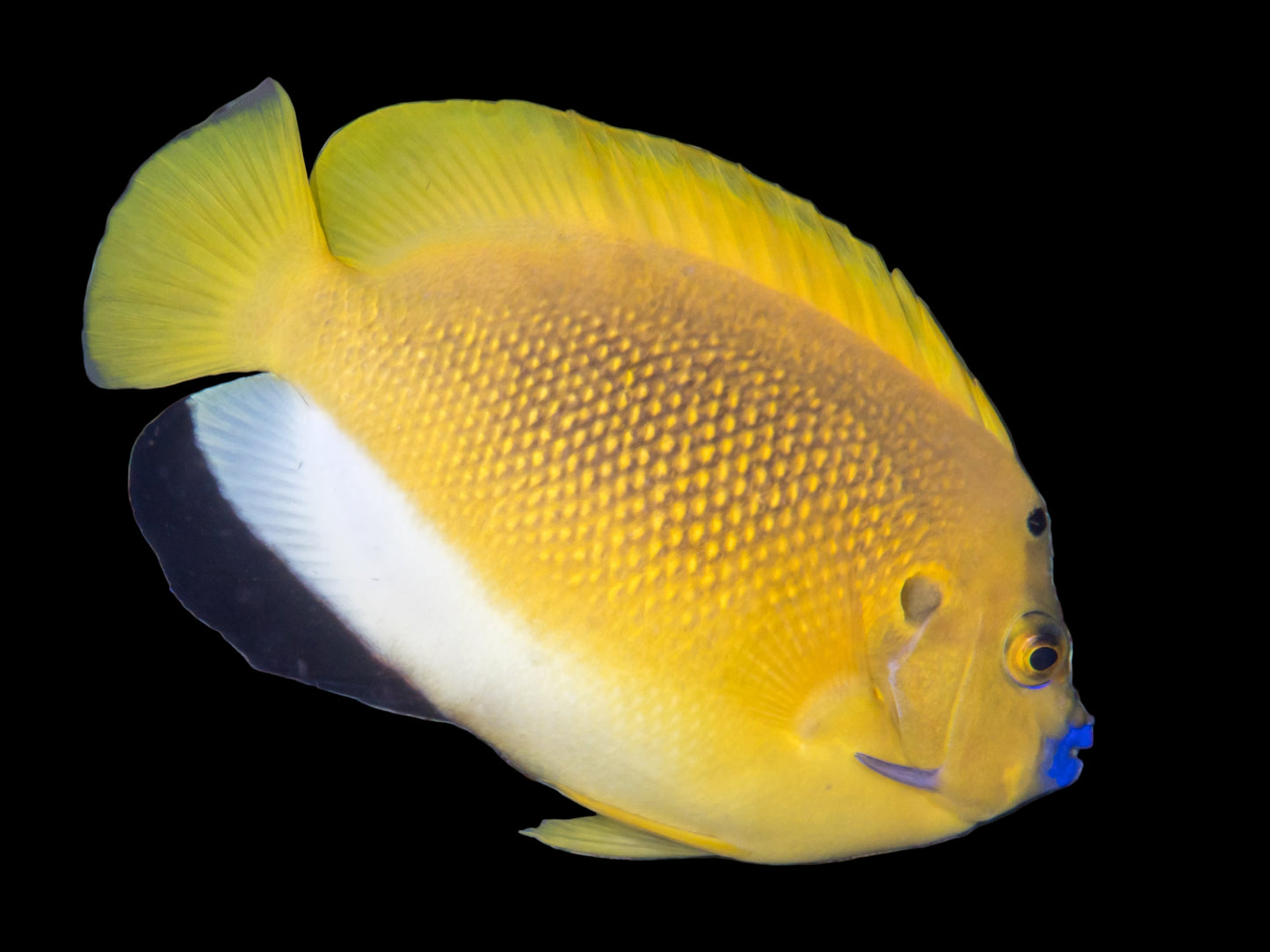 Armitage Angelfish