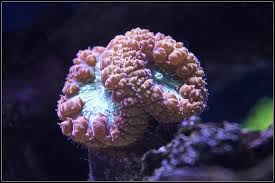 Blastomussa Wellsi