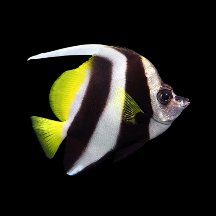 Black & White Heniochus Butterflyfish