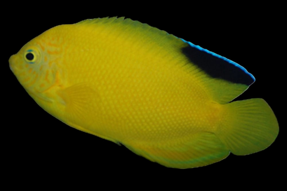Woodhead’s Angelfish (Centropyge woodheadi)