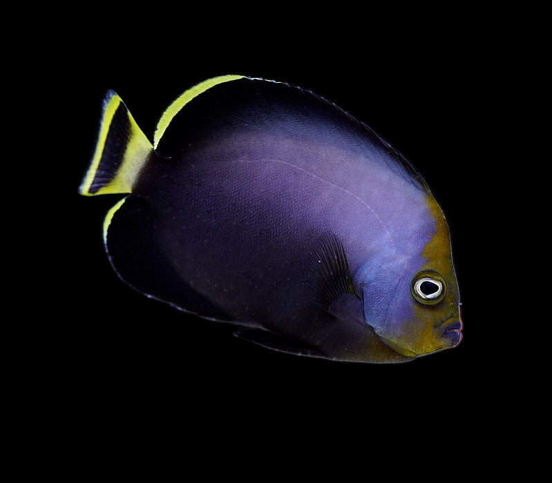 Black Velvet Angelfish