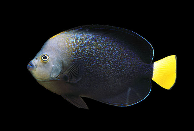 Bluespotted Angelfish