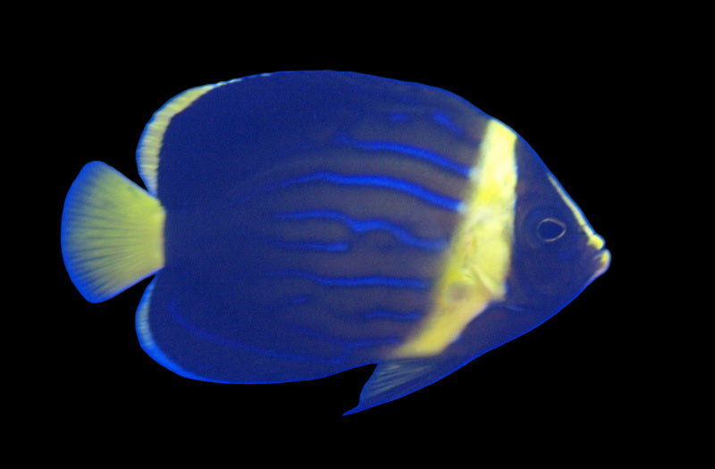 Bluestriped Angelfish, Juvenile