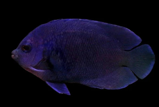 Blue Velvet Angelfish