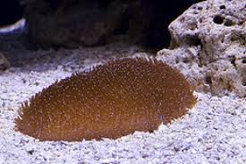 Herpolita sp.