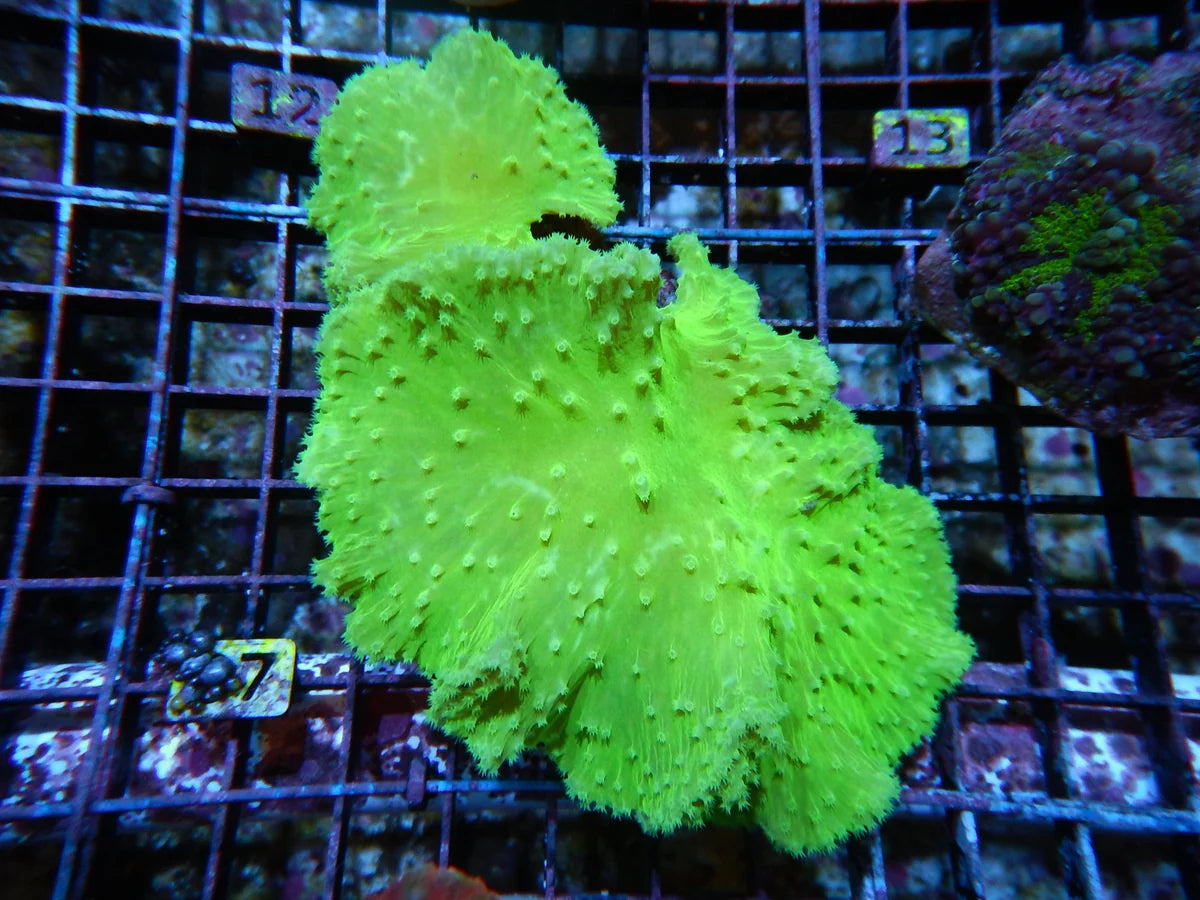 Sinularia dura w/ Scleractinia