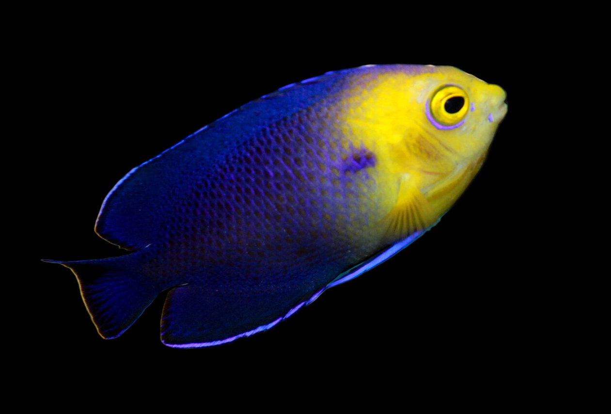 Cherub Angelfish