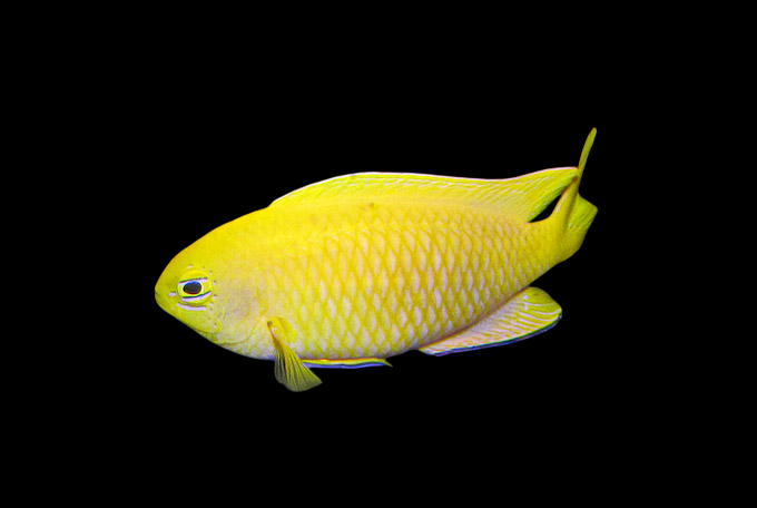 Canary Deep Water Damselfish