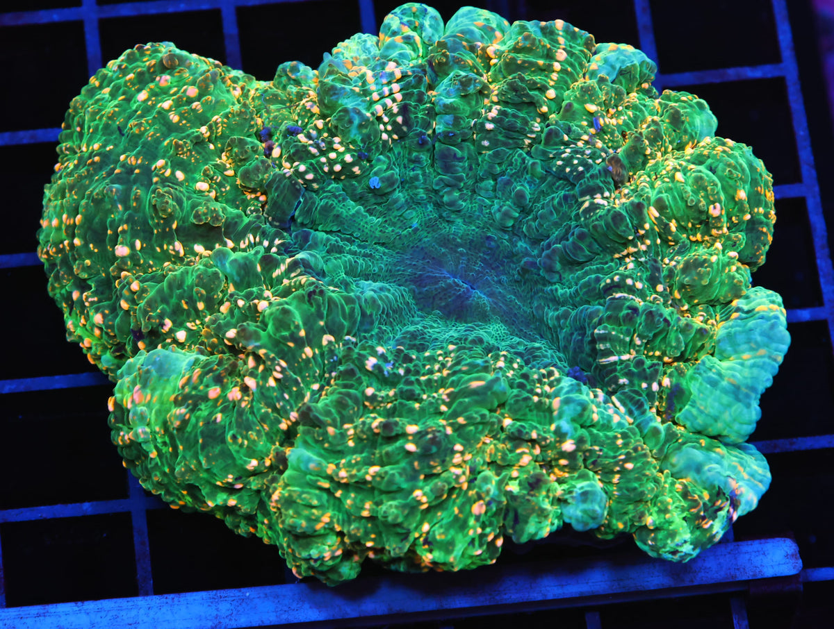 MALAYSIAN EMERALD CITY ACANTHOPHYLLIA (WSIWYG)
