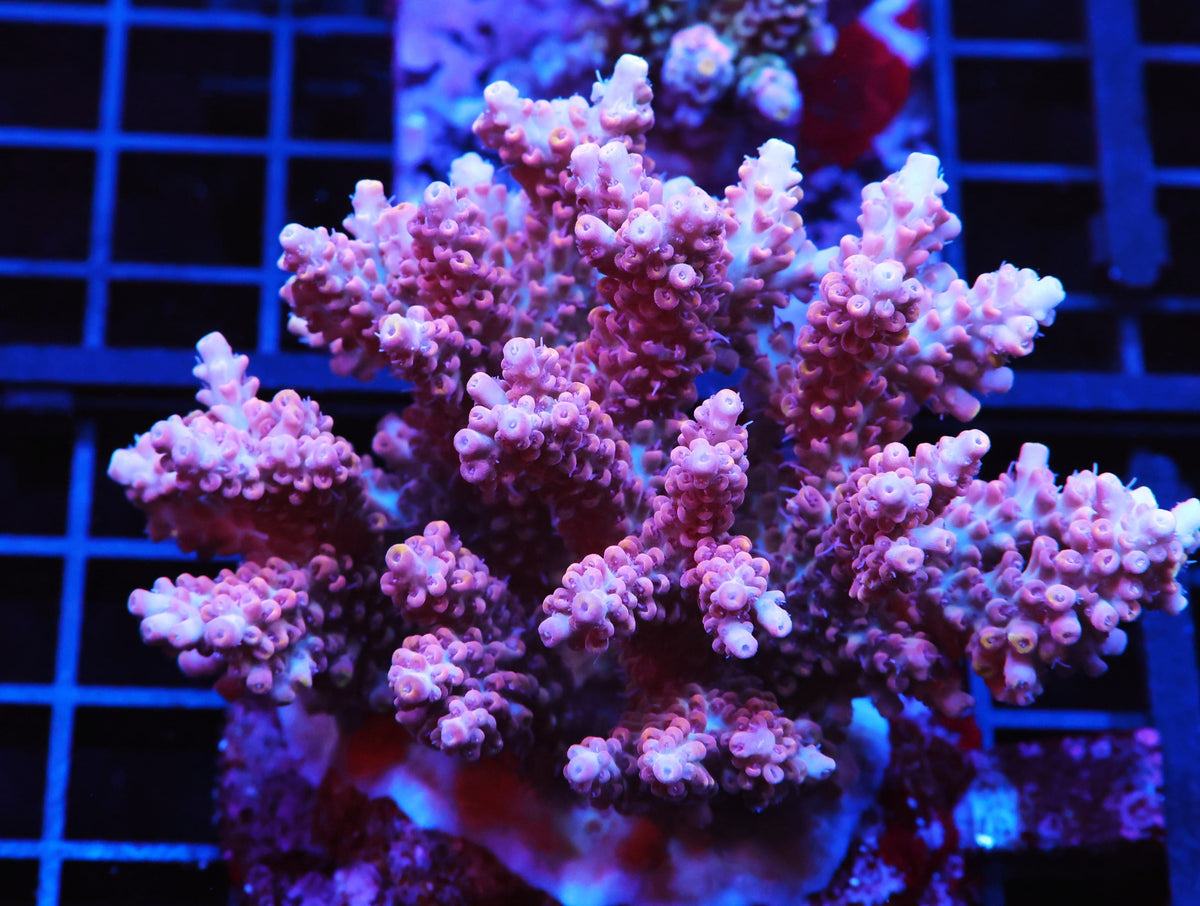 IA BUBBLEGUM ACRO CULTURED (WSIWYG)