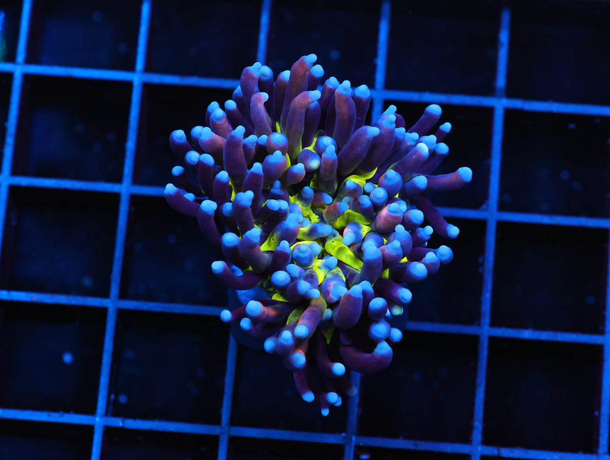 INDO TORCH BLUE TIGER VARIANT 1 HEAD (WSIWYG)