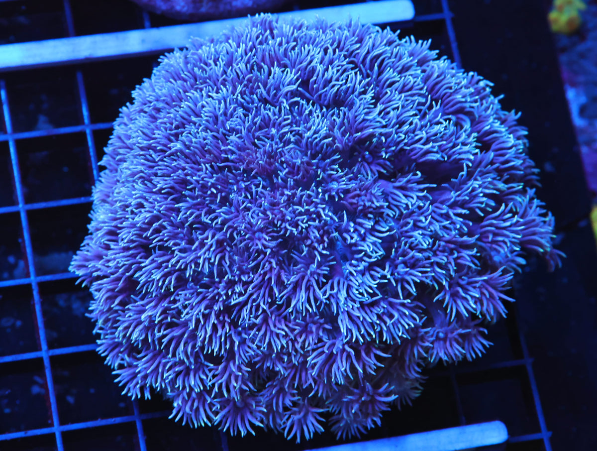 AUSSIE BLUE GONIOPORA LARGE (WSIWYG)