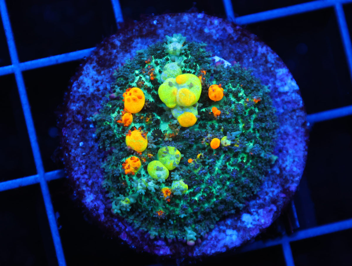 IA OG BOUNCE MUSHROOM LARGE (WSIWYG)