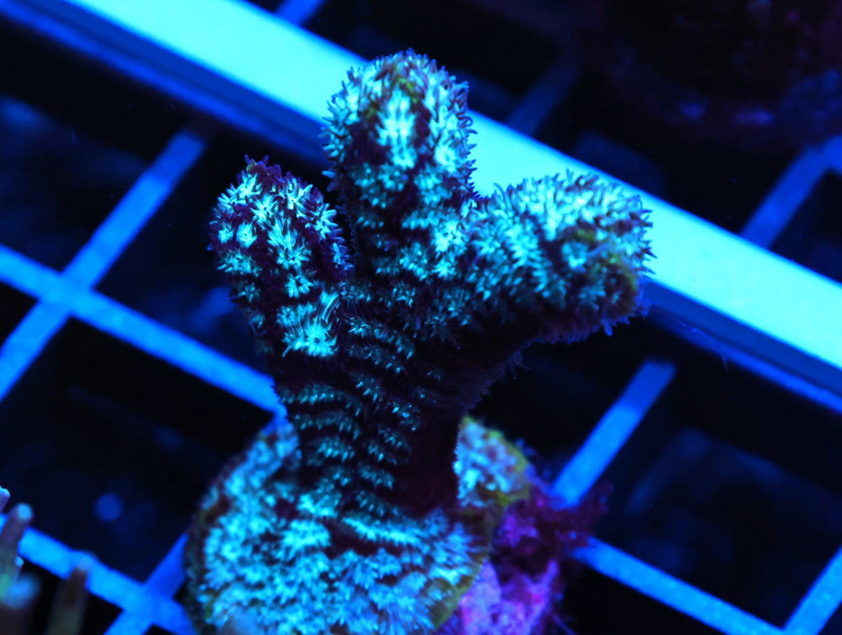 IA MR FREEZE LEPTOSERIS ANTLERS (WSIWYG)