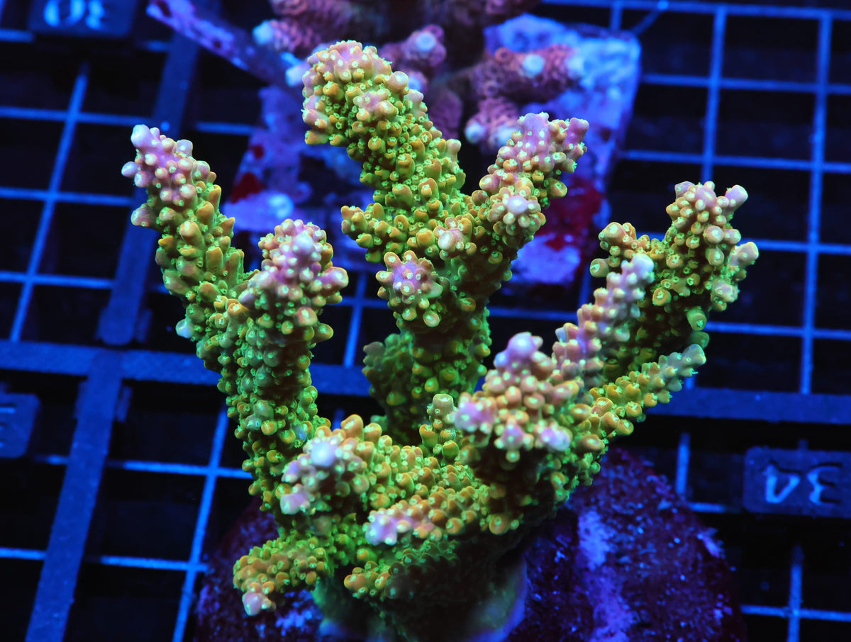 INDO ACRO PREMIUM STAG CULTURED (WSIWYG)